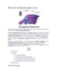 8 retículo endoplasmático liso