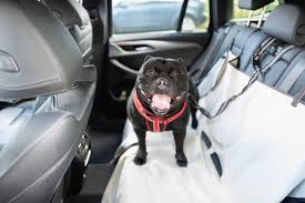 Dog Car Seat Covers What You Need To