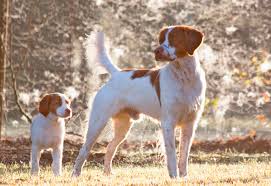 Dual quality brittany spaniel bird dogs of distinction bred for the foot hunter that can also excel in field trials and the show ring. Kirinbell Kennels Brittany Dog Breeder Hills District Sydney