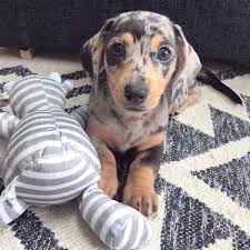 Dachshund prices fluctuate based on many factors including where you live or how far you are willing to travel. Gq4kv45arxgqom