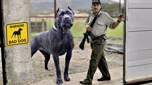 10 best giant guard dogs you