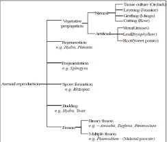 Modes Of Reproduction Used By Single Organism Class 10 Notes