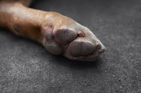 red paws on dogs causes treatments