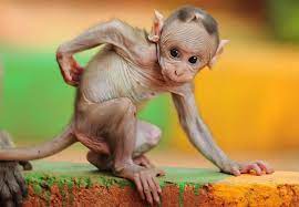 Фотография лысой обезьяны в разрешении 4K | Лысая обезьяна Фото №1436696  скачать