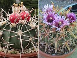 Las cruces, new mexico(2 reports). How To Grow And Care For Barrel Cacti World Of Succulents