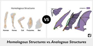 (1) flippers of penguin and dolphin (2) fins of shark and flippers of whale (3) trunk of an elephant and hand of a monkey (4) hands of human of wings of bat. Homologous Analogous Vestigial Structures Quizizz