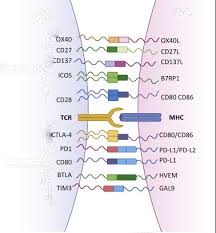 Cd Antigens As Ligands