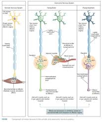 autonomic nervous system