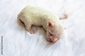 close up of a newborn maltese puppy