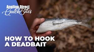 best food to use as fish bait ultimate