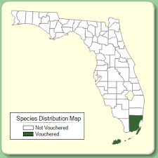 Amaranthus polygonoides - Species Page - ISB: Atlas of Florida Plants