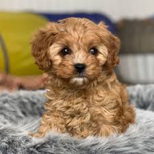 Cavachons and mini cavachons are a mix of a bichon frise and a purebred cavalier king charles spaniel. Kt 98nnnpmroym