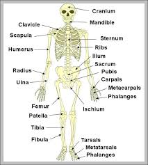 This framework consists of many individual bones and cartilages. Human Body Diagram Labeled Human Anatomy