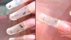 nail tips with live ants