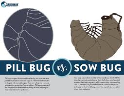 all about sow bugs and how to get rid