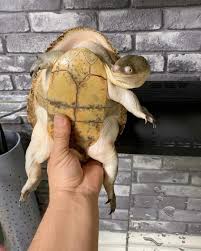 The kids finally get the puppy they always wanted, except? Blursed Turtle Blursedimages