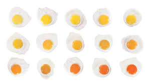 Different Yolks For Different Folks Why We Judge An Egg By