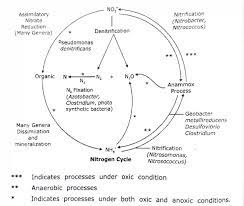 Nitrogen Cycle Steps : Nitrogen fixation, Ammonification, Proteolysis, Nitrification  Denitrification and Nitrogen Fixation and diagram ~ Biotechfront