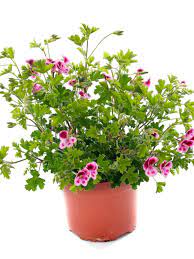 This article will guide you on the care of these plants: Indoor Citronella Geranium Tips For Growing Citronella Plants Inside