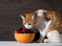 Cherries are some of the most delicious fruits around. Can Cats Eat Cherries 5 Top Questions Answered