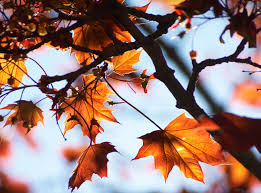 Autumn Light Leaves Of The Maple Tree Branches Sky Macro