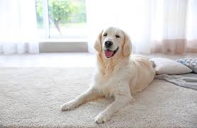 removing dog from carpet 5 simple