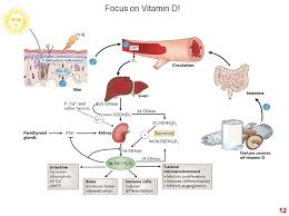 Health Mind Body Vitamin D