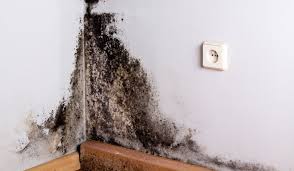 Clean Mold From Walls Window Sills