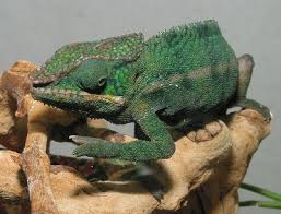 types of lizards identification guide
