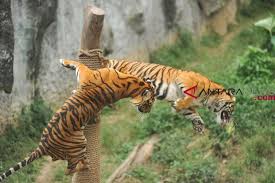 Listen to macan ternak by trio macan, 72 shazams. Harimau Dan Singa Di Taman Rimba Jambi Mati Antara News