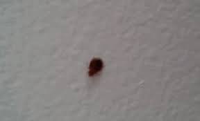 what are these tiny bugs on wall that