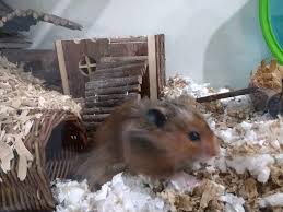 about hamsters hamsters guide