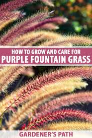 purple fountain gr