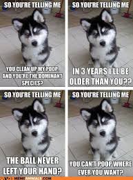 What about graphic previously mentioned? The Most Funniest Animal Quotes Of All Time The Funny Meme Most Funny Animal Memes And Humor Pics Quotes Dogtrainingobedienceschool Com