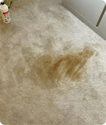 carpet cleaning in north london