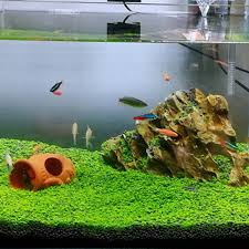 aquarium plant seeds aquatic double