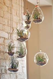 indoor succulent plant decor ideas