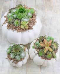 A succulent centerpieces like this are very simple to put together the topic 'diy succulent centerpieces' is closed to new replies. A Diy Pumpkin Succulents Centerpiece