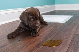 pet stains out of hardwood floors
