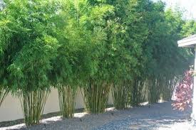 When you choose the bamboo to grow, it is not enough to choose the one looks the most visually interesting to you. Growing Concerns Clumping Bamboo Makes Great Hedge London Free Press