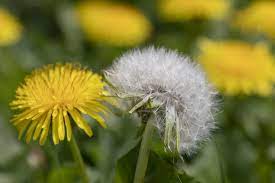 about dandelions