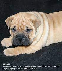 All about the sharpull terrier, shar pei pit bull mixed dog breed. Breeds Dogs Bull Pei Petpremium