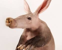 Aardvark animal