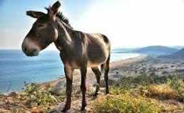 Why do farmers keep donkeys?