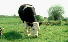A cow, central animal of the Boviniverse.
