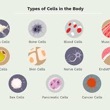 11 Different Types Of Cells In The Human Body