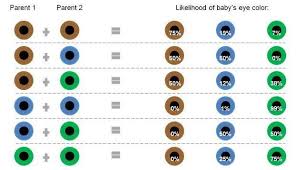 Eye Color Paternity Test 100 Accurate Journey Genetics