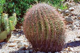 Barrel Cactus Description Facts Species Britannica