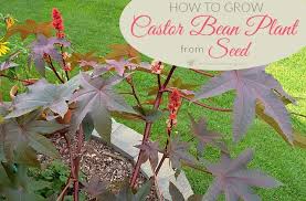 How To Grow Castor Bean Plant From Seed Get Busy Gardening