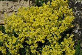 golden moss stonecrop sedum acre in